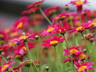 Heavenly Flowers