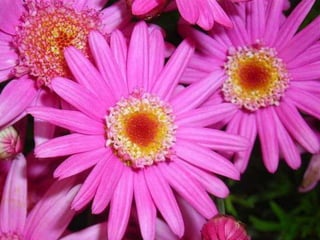 Heavenly Flowers