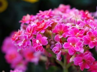 Heavenly Flowers