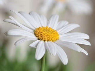 Heavenly Flowers