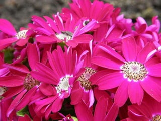 Heavenly Flowers