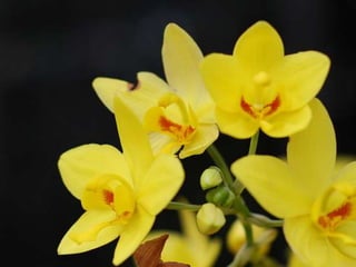 Heavenly Flowers