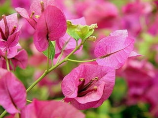 Heavenly Flowers