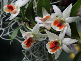 Heavenly Flowers
