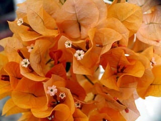 Heavenly Flowers