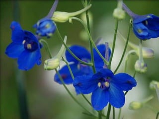 Heavenly Flowers