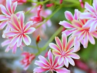 Heavenly Flowers