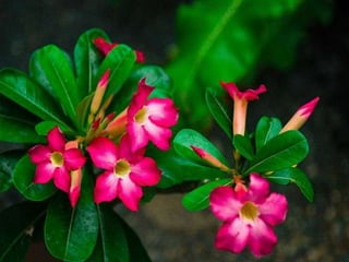 Heavenly Flowers