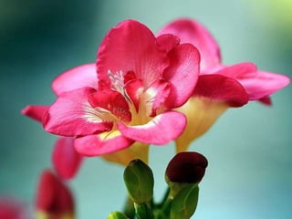 Heavenly Flowers