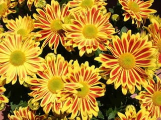 Heavenly Flowers