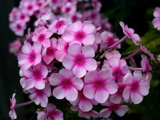 Heavenly Flowers