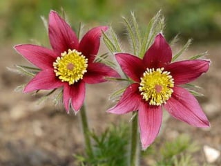 Heavenly Flowers