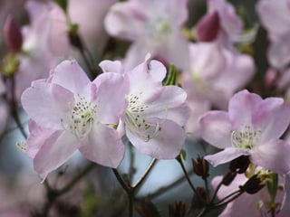 Heavenly Flowers