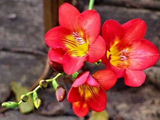 Heavenly Flowers
