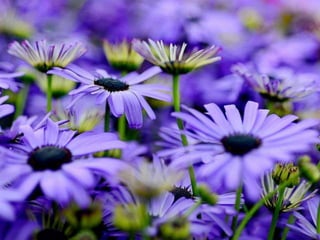 Heavenly Flowers