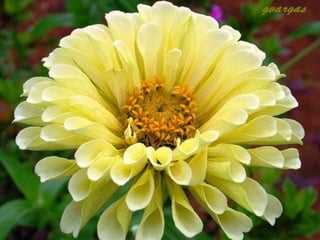 Heavenly Flowers