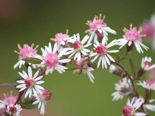 Heavenly Flowers