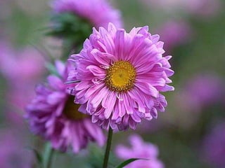 Heavenly Flowers