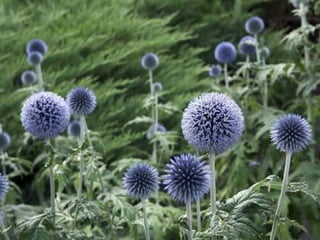 Heavenly Flowers