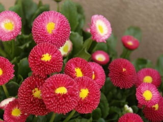 Heavenly Flowers
