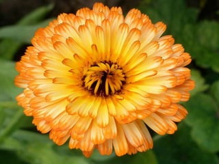 Heavenly Flowers