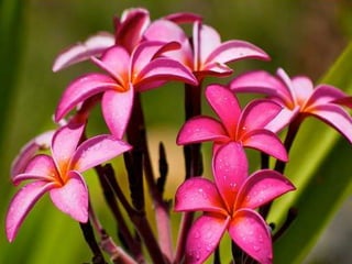 Heavenly Flowers