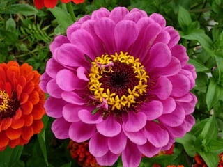 Heavenly Flowers