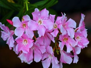 Heavenly Flowers