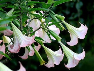Heavenly Flowers