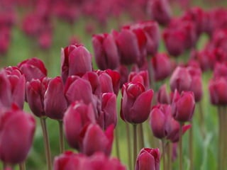 Heavenly Flowers