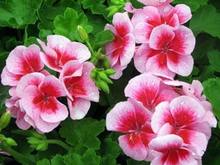 Heavenly Flowers
