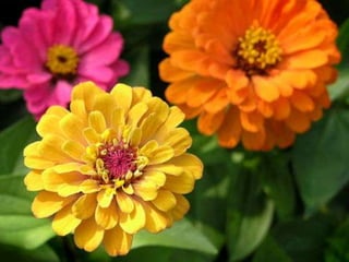 Heavenly Flowers
