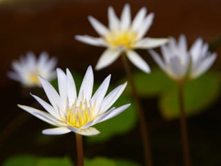 Heavenly Flowers