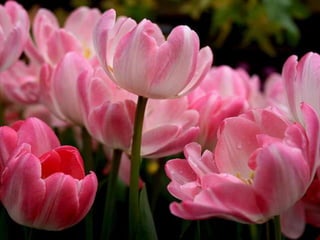 Heavenly Flowers