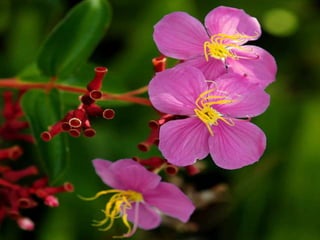 Heavenly Flowers