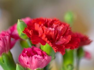 Heavenly Flowers