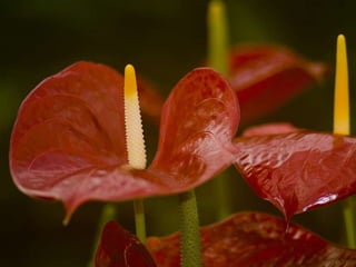 Heavenly Flowers