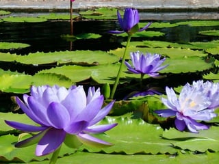 Heavenly Flowers