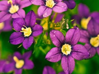 Heavenly Flowers