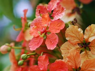 Heavenly Flowers