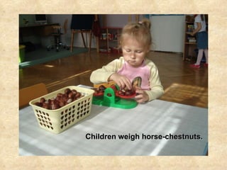 Children weigh horse-chestnuts. 