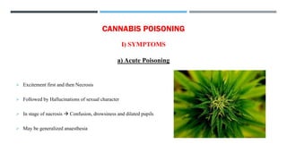 CANNABIS POISONING
I) SYMPTOMS
a) Acute Poisoning
➢ Excitement first and then Necrosis
➢ Followed by Hallucinations of sexual character
➢ In stage of nacrosis → Confusion, drowsiness and dilated pupils
➢ May be generalized anaesthesia
 