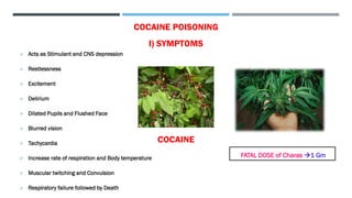 COCAINE POISONING
I) SYMPTOMS
➢ Acts as Stimulant and CNS depression
➢ Restlessness
➢ Excitement
➢ Delirium
➢ Dilated Pupils and Flushed Face
➢ Blurred vision
➢ Tachycardia
➢ Increase rate of respiration and Body temperature
➢ Muscular twitching and Convulsion
➢ Respiratory failure followed by Death
FATAL DOSE of Charas →1 Gm
 