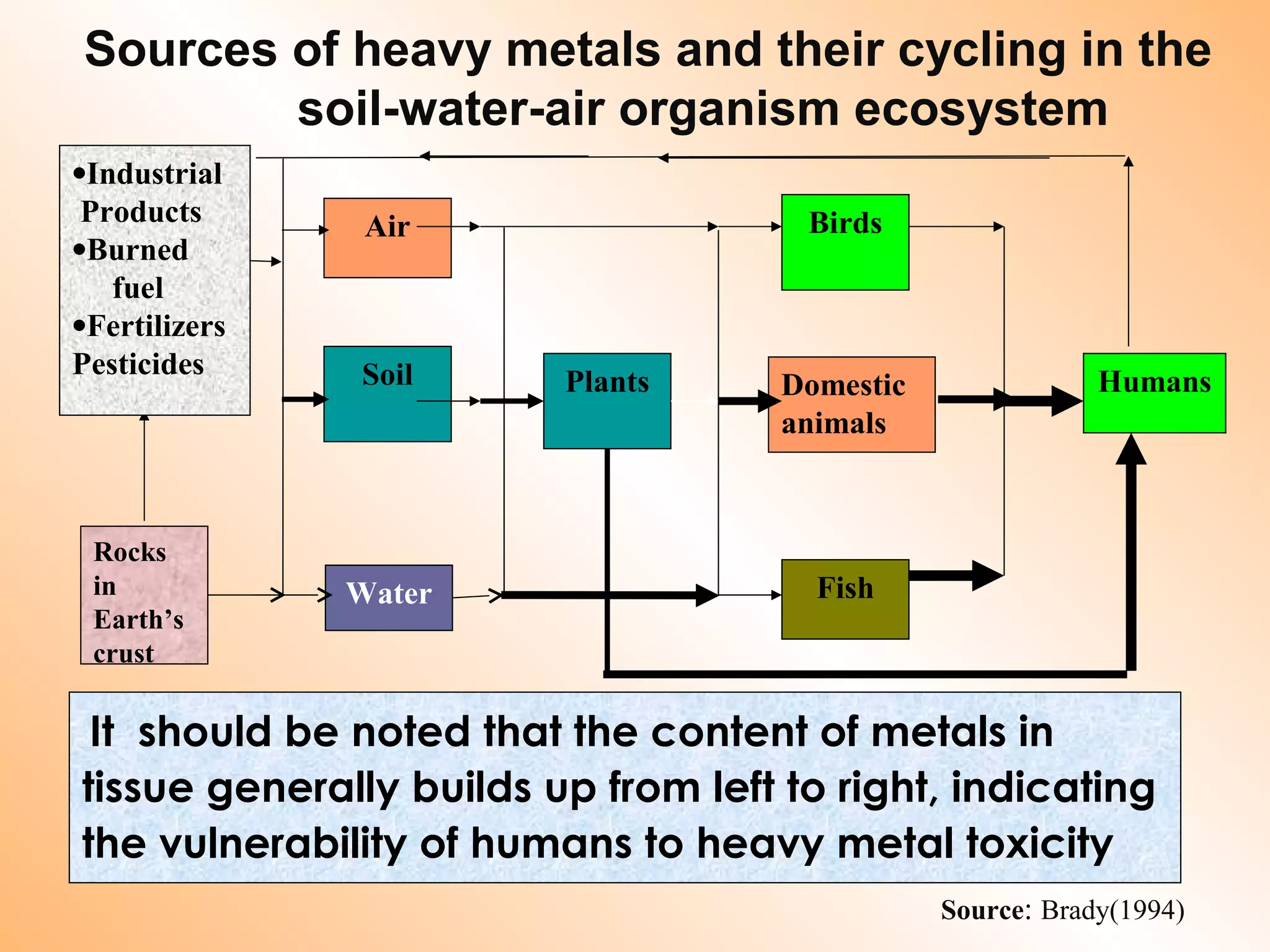 Source: Brady(1994)
It should be noted that the content of metals in
tissue generally builds up from left to right, indicating
the vulnerability of humans to heavy metal toxicity
Sources of heavy metals and their cycling in the
soil-water-air organism ecosystem
Rocks
in
Earth’s
crust
Air
Soil
Water
Plants
Birds
Domestic
animals
Fish
Humans
•Industrial
Products
•Burned
fuel
•Fertilizers
Pesticides
 