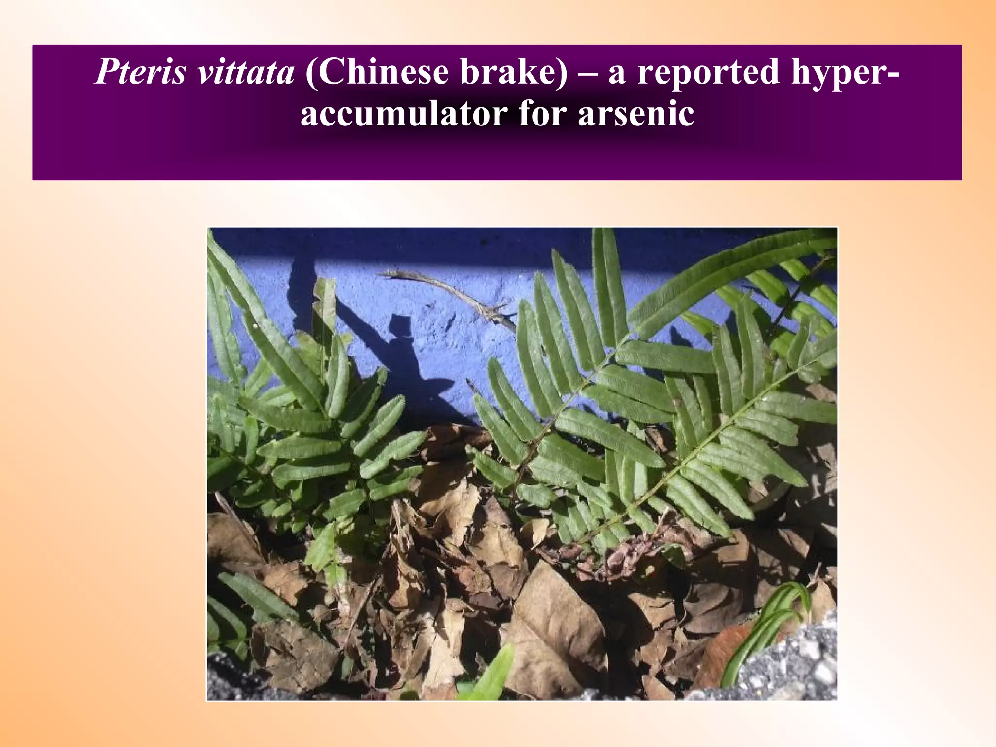 Pteris vittata (Chinese brake) – a reported hyper-
accumulator for arsenic
 