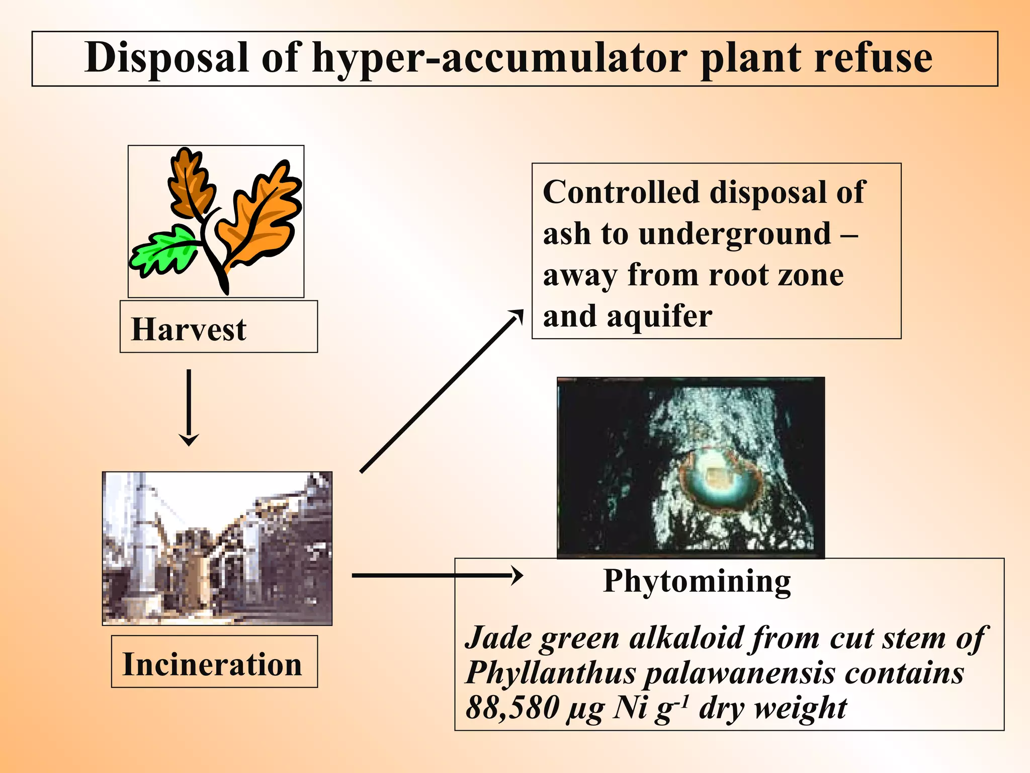 Disposal of hyper-accumulator plant refuse
Harvest
Incineration
Controlled disposal of
ash to underground –
away from root zone
and aquifer
Phytomining
Jade green alkaloid from cut stem of
Phyllanthus palawanensis contains
88,580 µg Ni g-1
dry weight
 