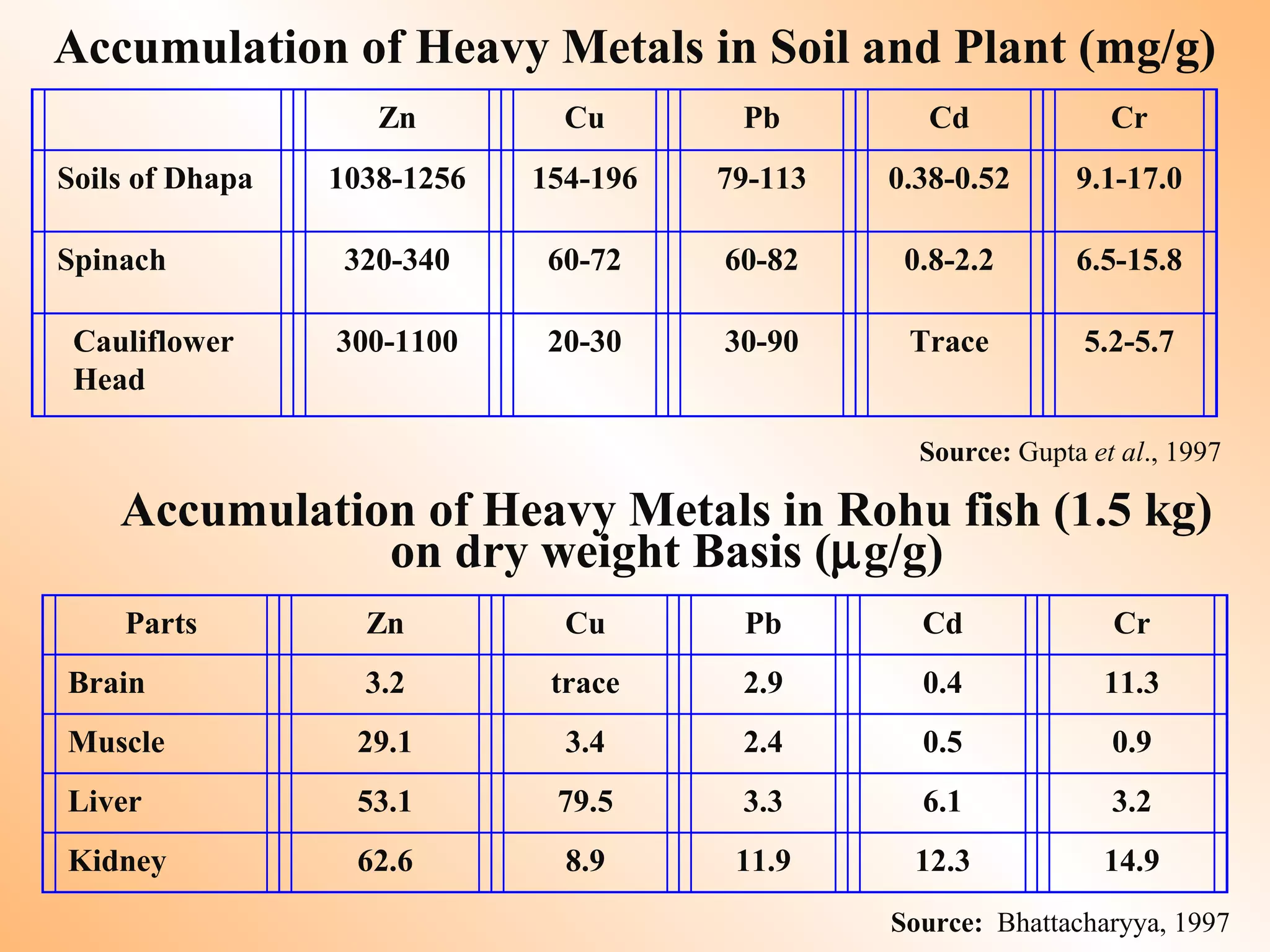 Accumulation of Heavy Metals in Soil and Plant (mg/g)
Zn Cu Pb Cd Cr
Soils of Dhapa 1038-1256 154-196 79-113 0.38-0.52 9.1-17.0
Spinach 320-340 60-72 60-82 0.8-2.2 6.5-15.8
Cauliflower
Head
300-1100 20-30 30-90 Trace 5.2-5.7
Source: Gupta et al., 1997
Parts Zn Cu Pb Cd Cr
Brain 3.2 trace 2.9 0.4 11.3
Muscle 29.1 3.4 2.4 0.5 0.9
Liver 53.1 79.5 3.3 6.1 3.2
Kidney 62.6 8.9 11.9 12.3 14.9
Source: Bhattacharyya, 1997
Accumulation of Heavy Metals in Rohu fish (1.5 kg)
on dry weight Basis (µg/g)
 