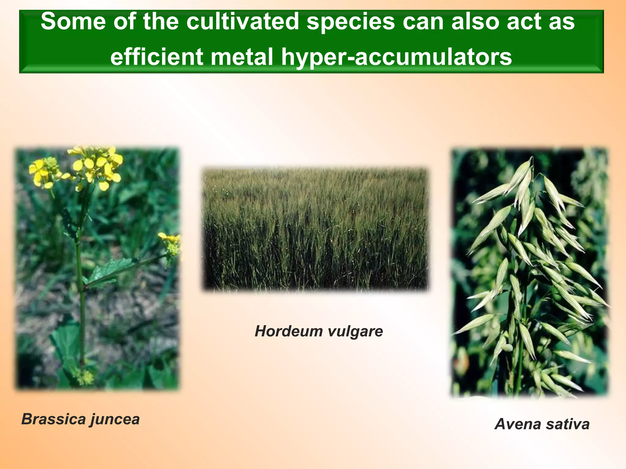 Some of the cultivated species can also act as
efficient metal hyper-accumulators
Brassica juncea
Hordeum vulgare
Avena sativa
 