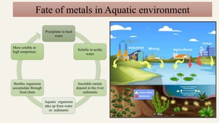 Fate of metals in Aquatic environment
Precipitate in hard
water
Soluble in acidic
water
Insoluble metals
deposit in the river
sediments
Aquatic organisms
take up from water
or sediments
Benthic organisms
accumulate through
food chain
More soluble at
high temperture
 