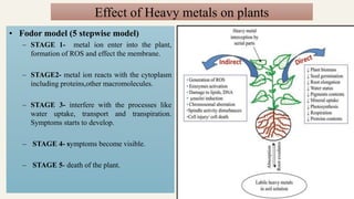 Effect of Heavy metals on plants
• Fodor model (5 stepwise model)
– STAGE 1- metal ion enter into the plant,
formation of ROS and effect the membrane.
– STAGE2- metal ion reacts with the cytoplasm
including proteins,other macromolecules.
– STAGE 3- interfere with the processes like
water uptake, transport and transpiration.
Symptoms starts to develop.
– STAGE 4- symptoms become visible.
– STAGE 5- death of the plant.
 